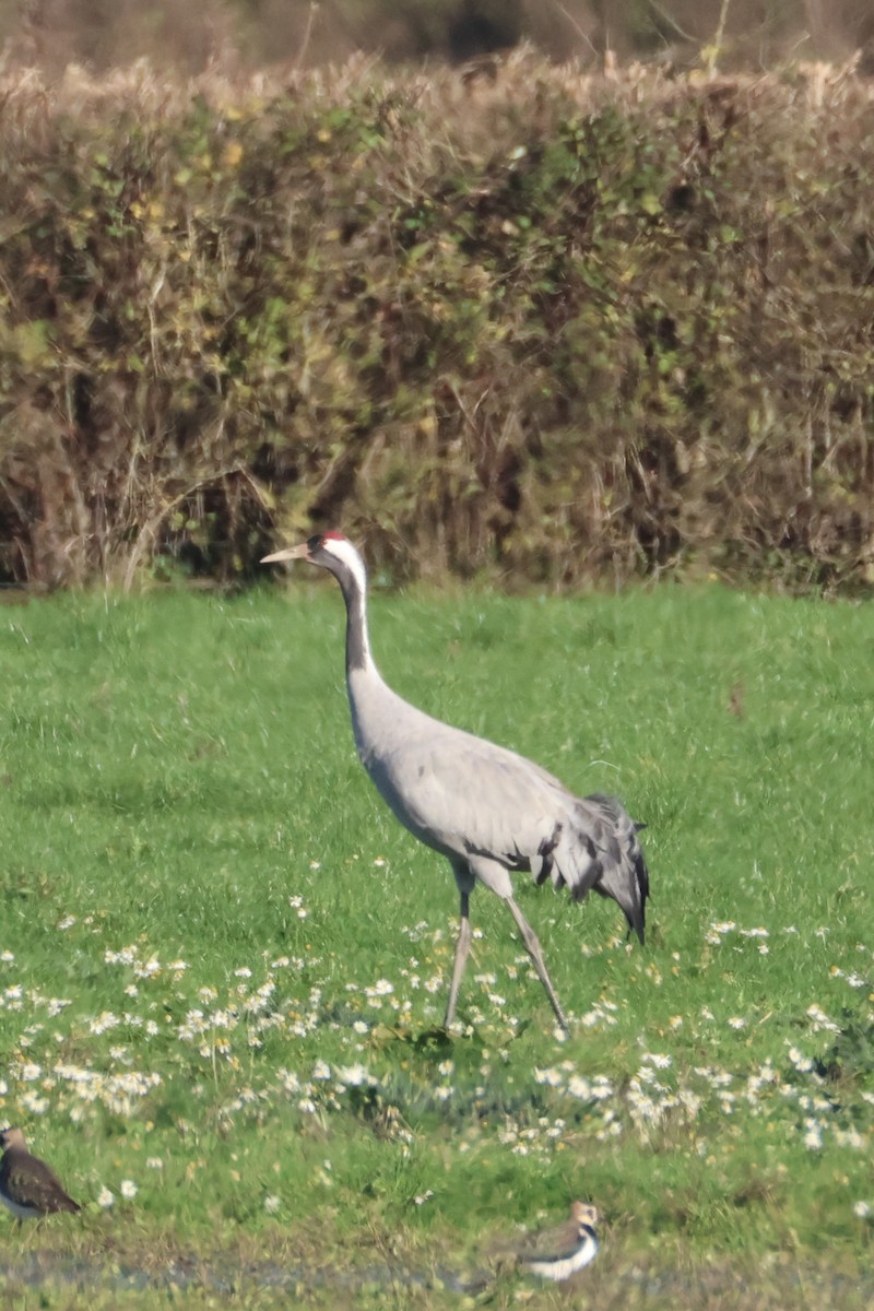 灰鶴 - ML645441811