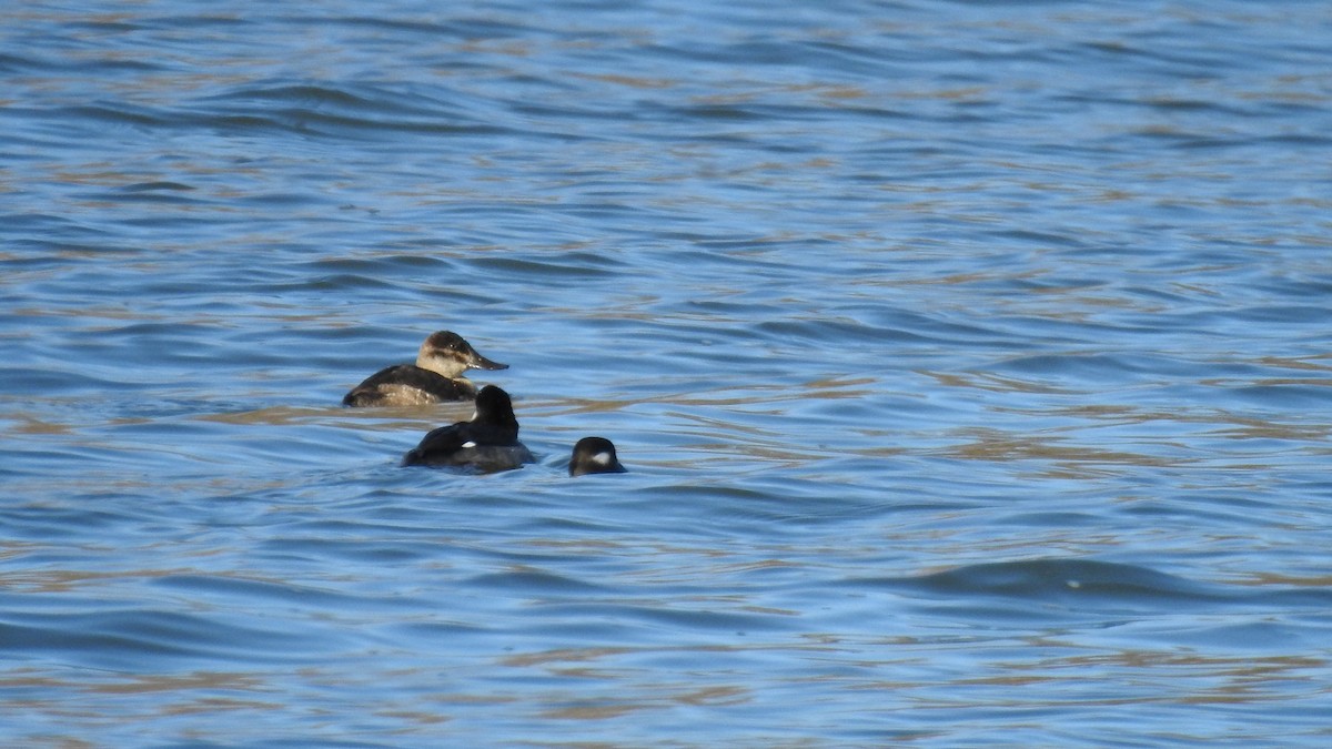 Ruddy Duck - ML645441817