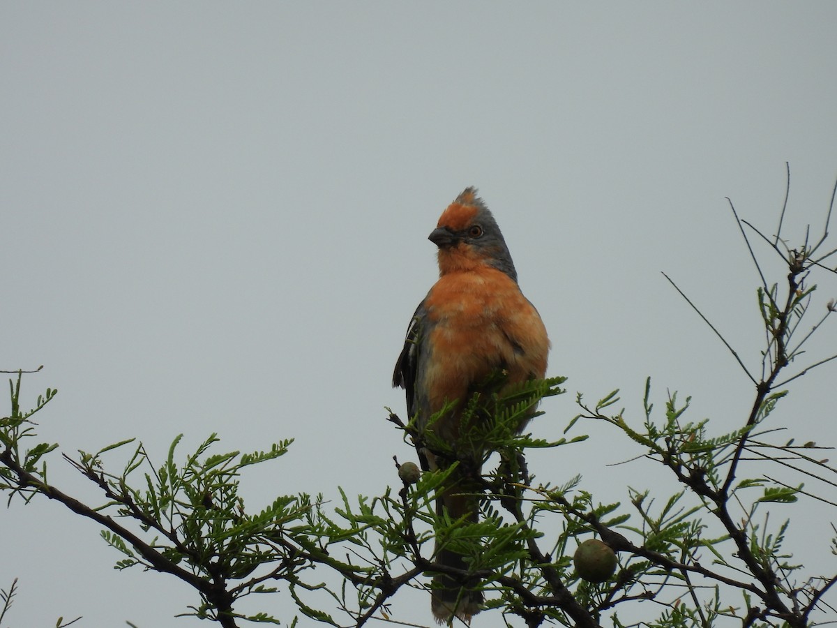 Рара червоновола - ML645441821