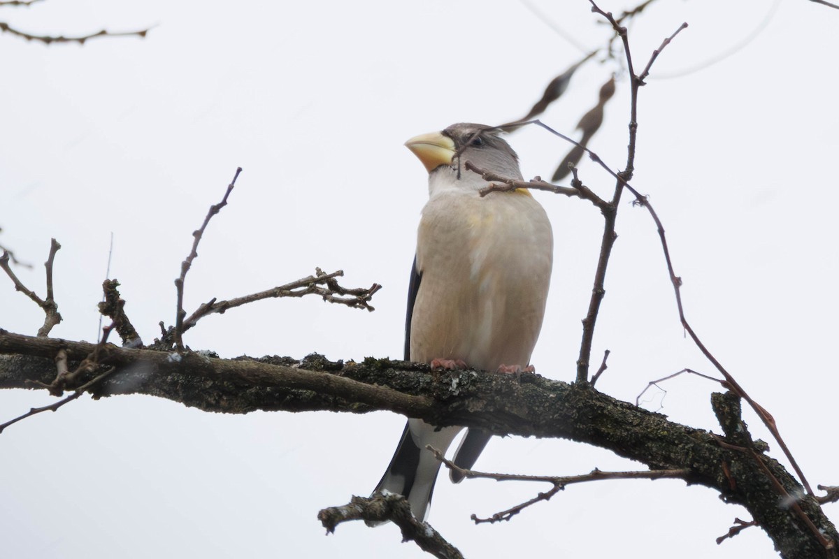 Evening Grosbeak - ML645441831