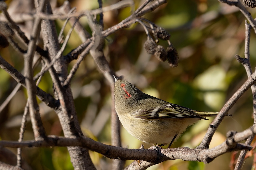 Ruby-crowned Kinglet - ML645441844