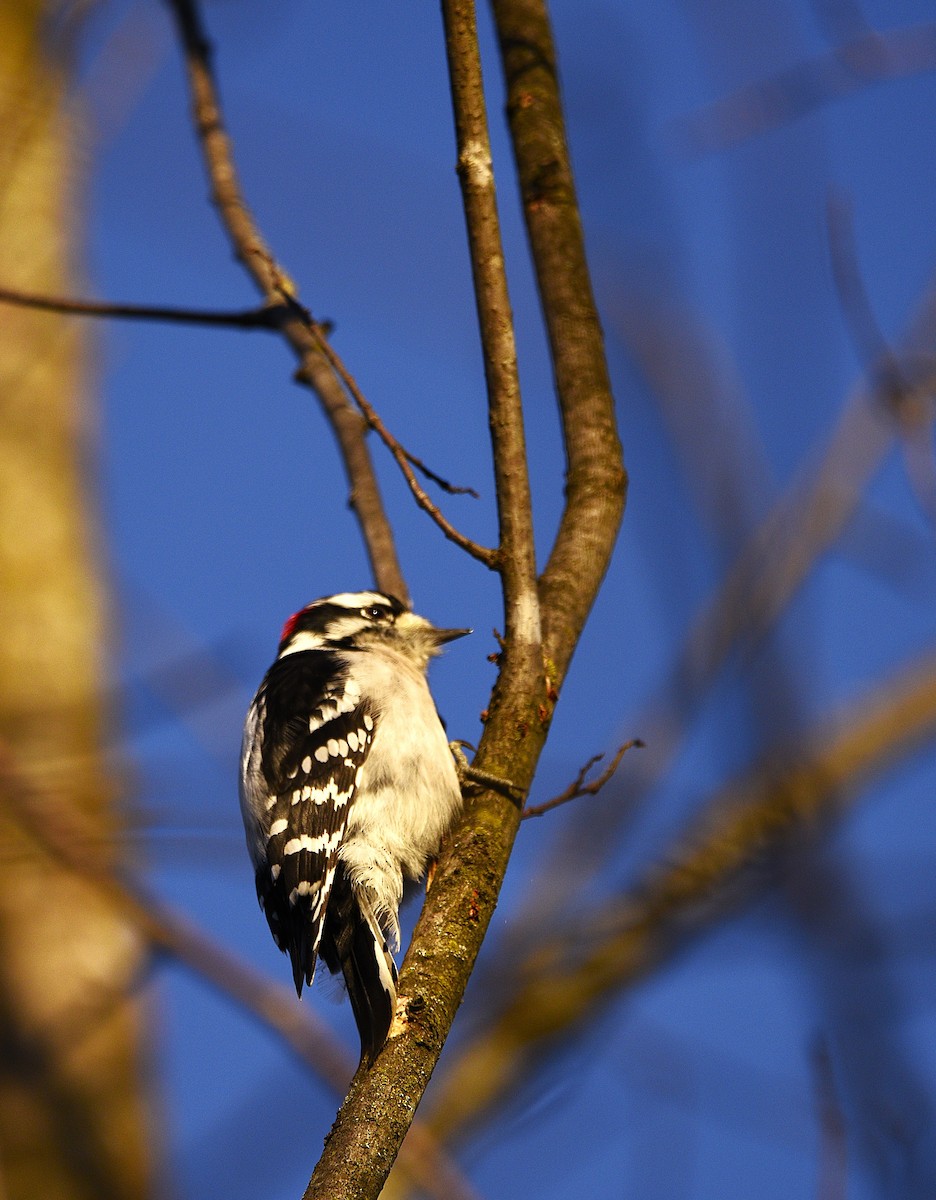 Downy Woodpecker - ML645441845