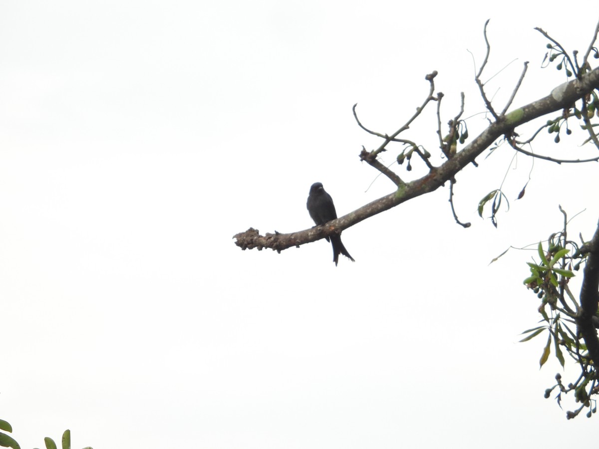 drongo černý - ML645441849