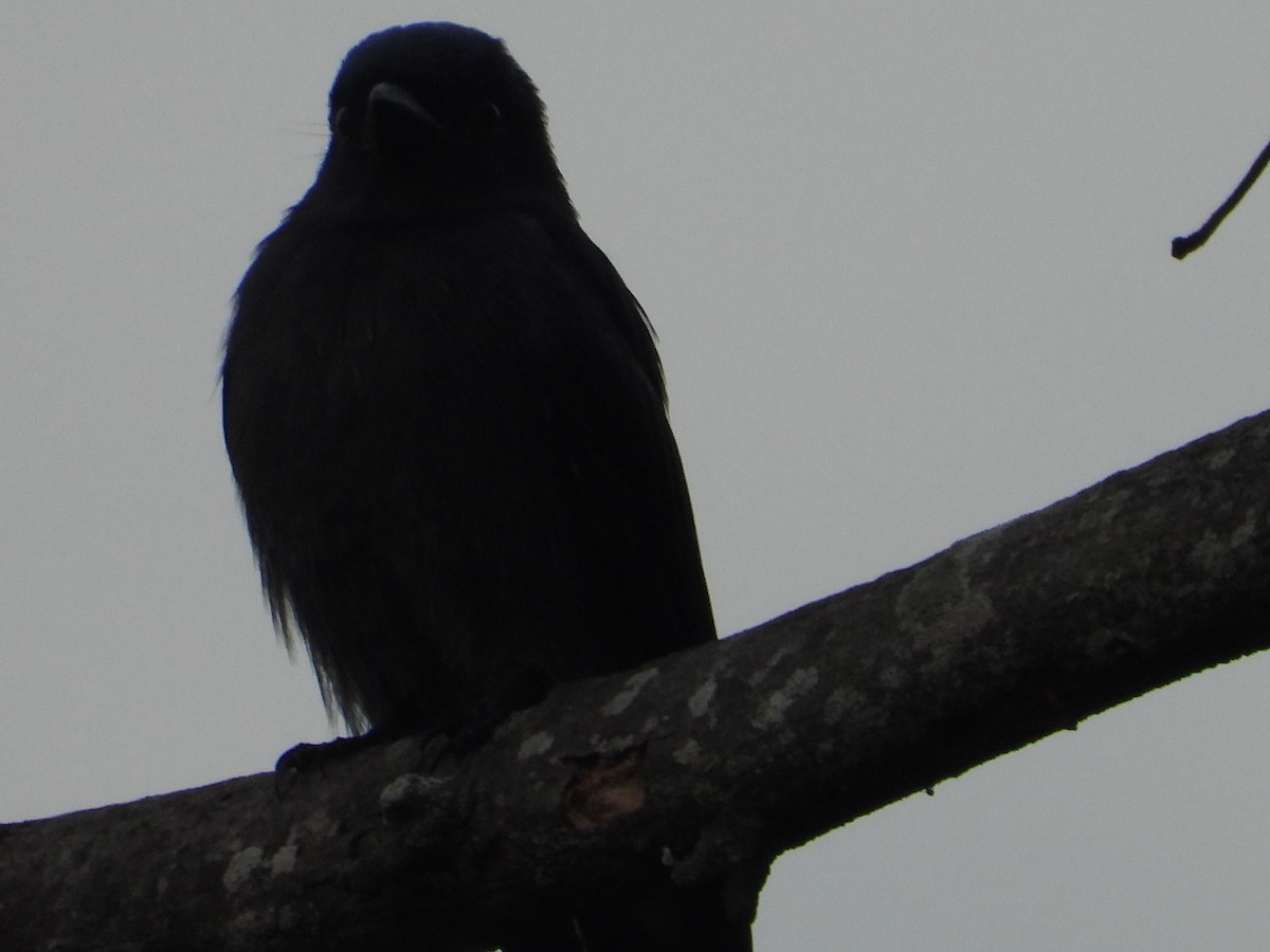 drongo černý - ML645441850