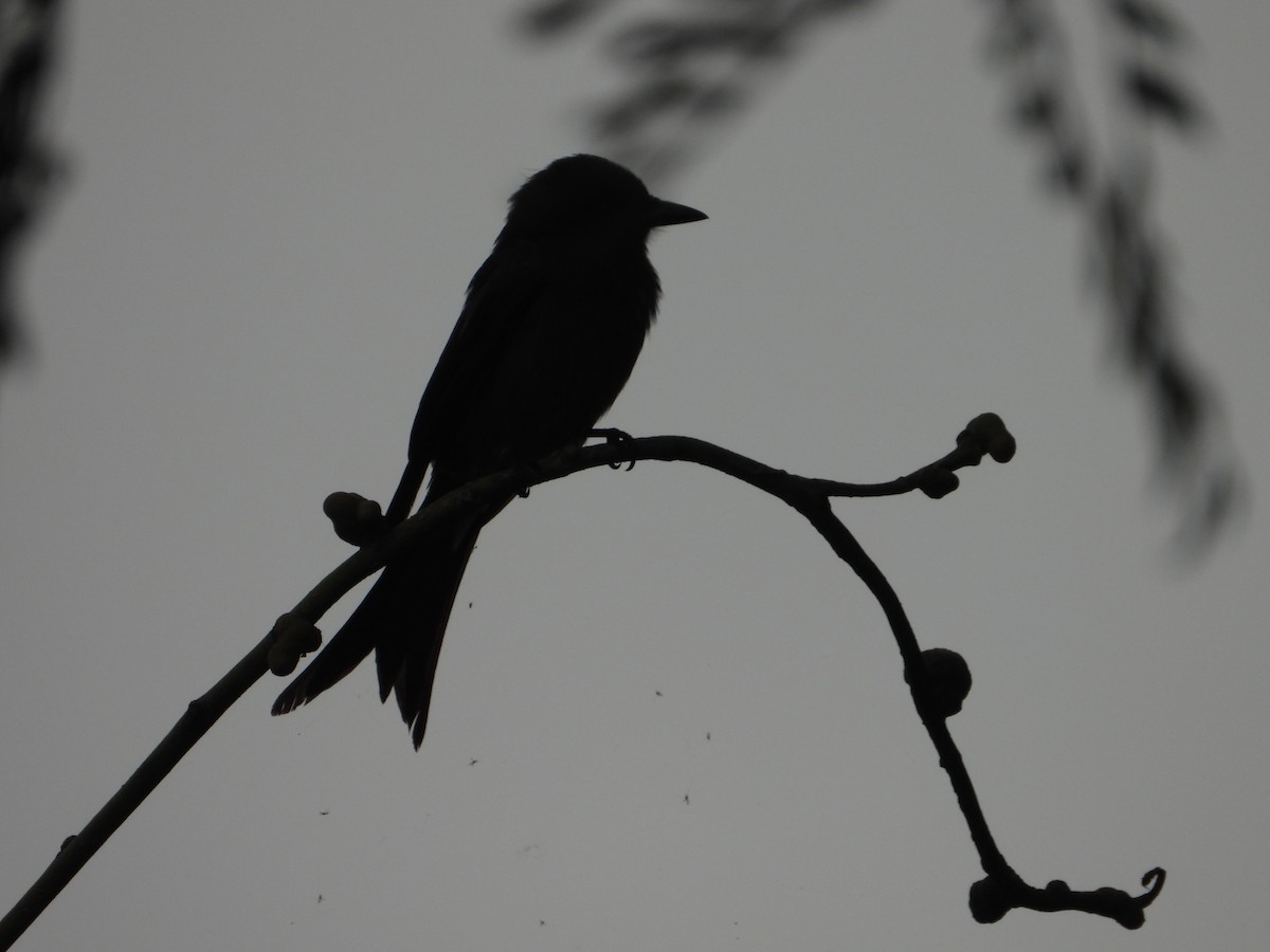 drongo černý - ML645441851