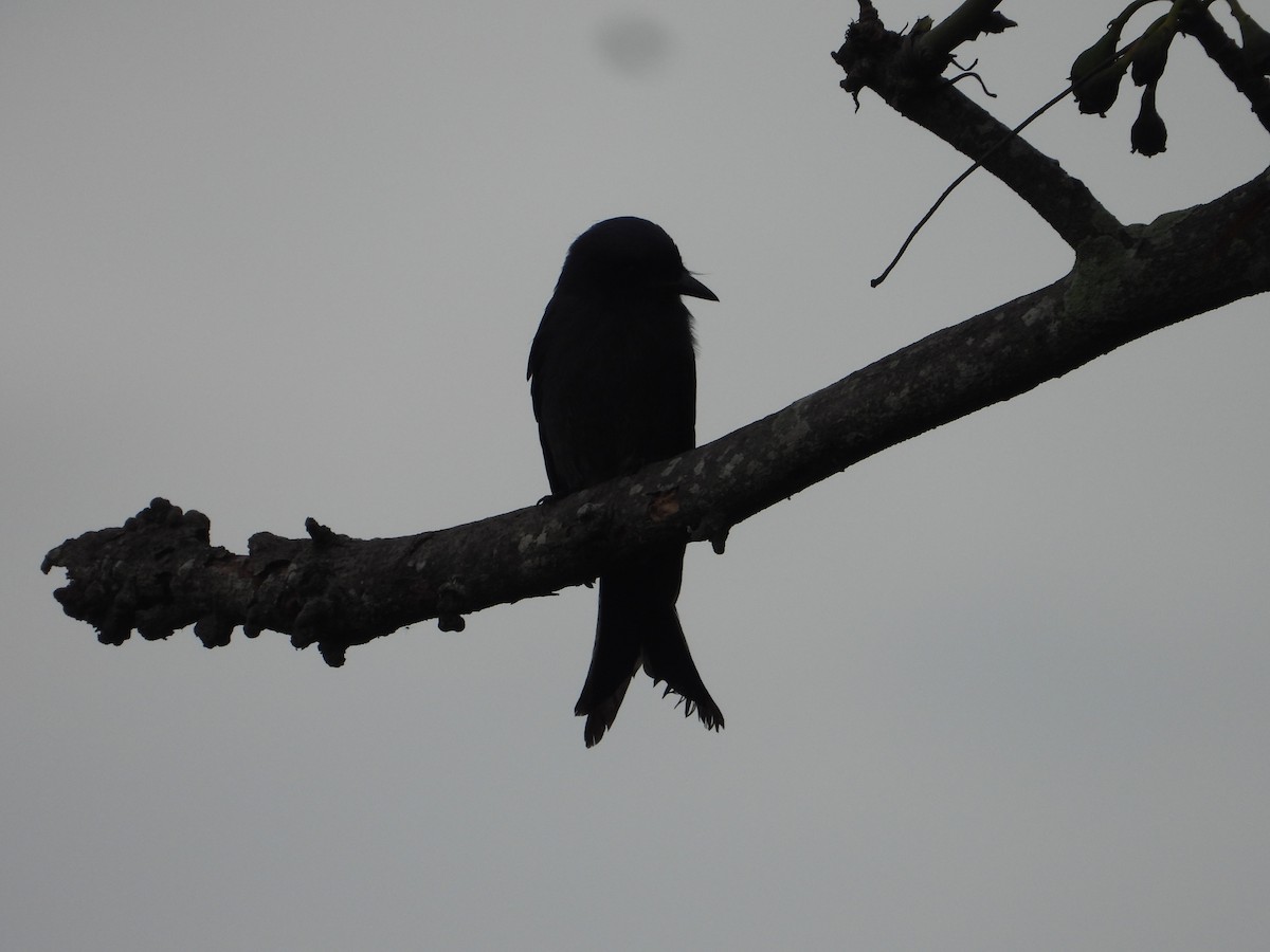 drongo černý - ML645441852