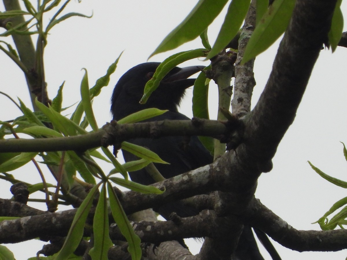 drongo černý - ML645441853