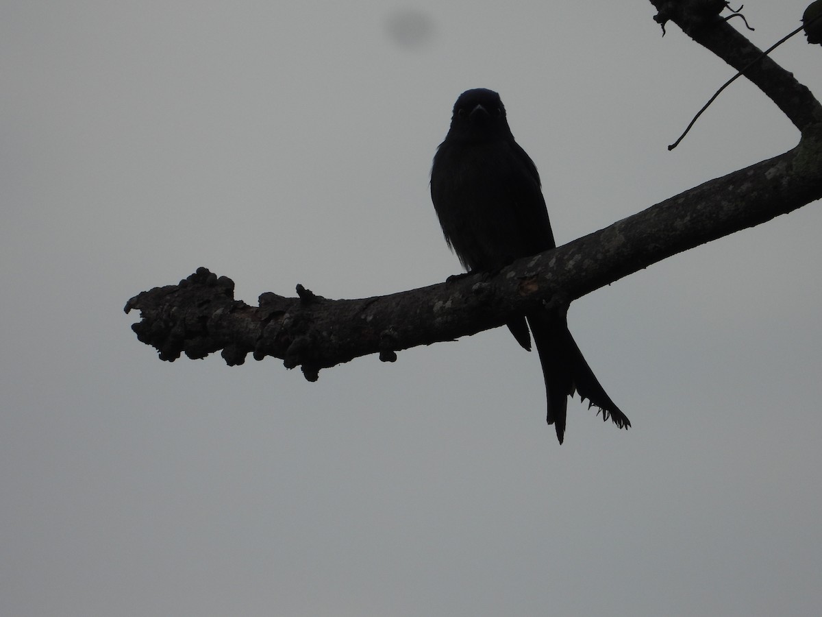 drongo černý - ML645441854