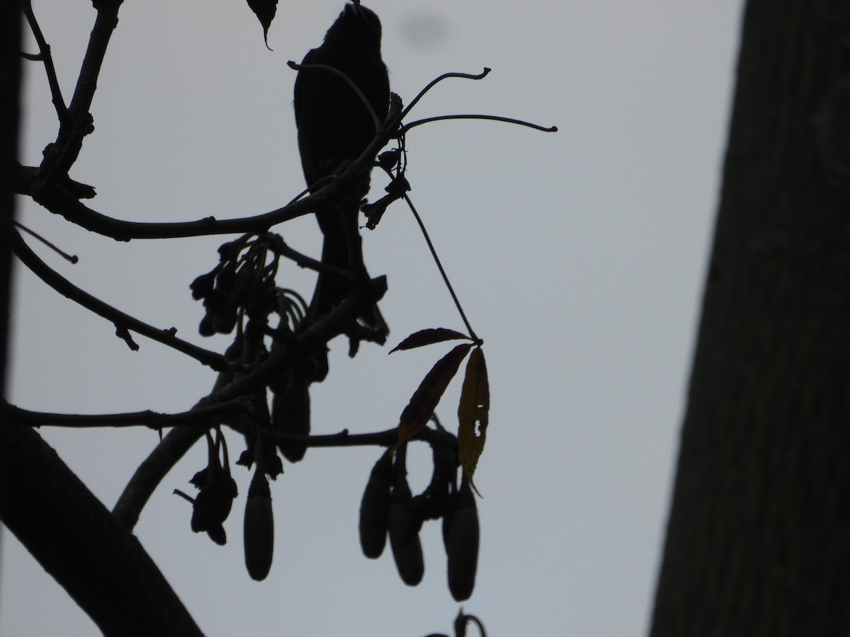 drongo černý - ML645441855