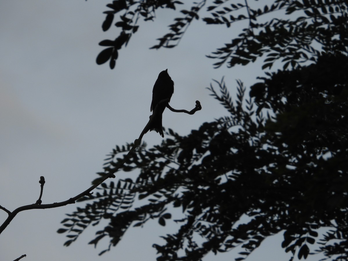 drongo černý - ML645441856