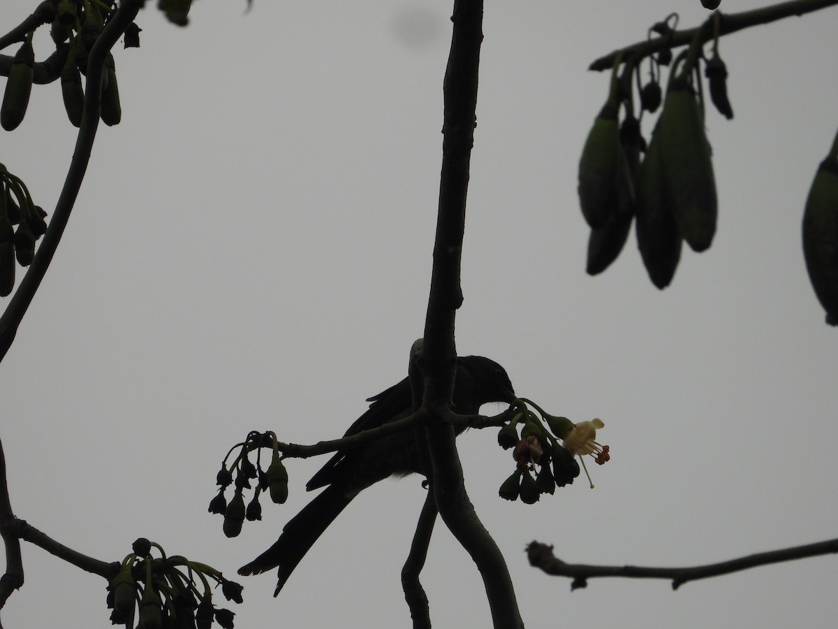 drongo černý - ML645441857