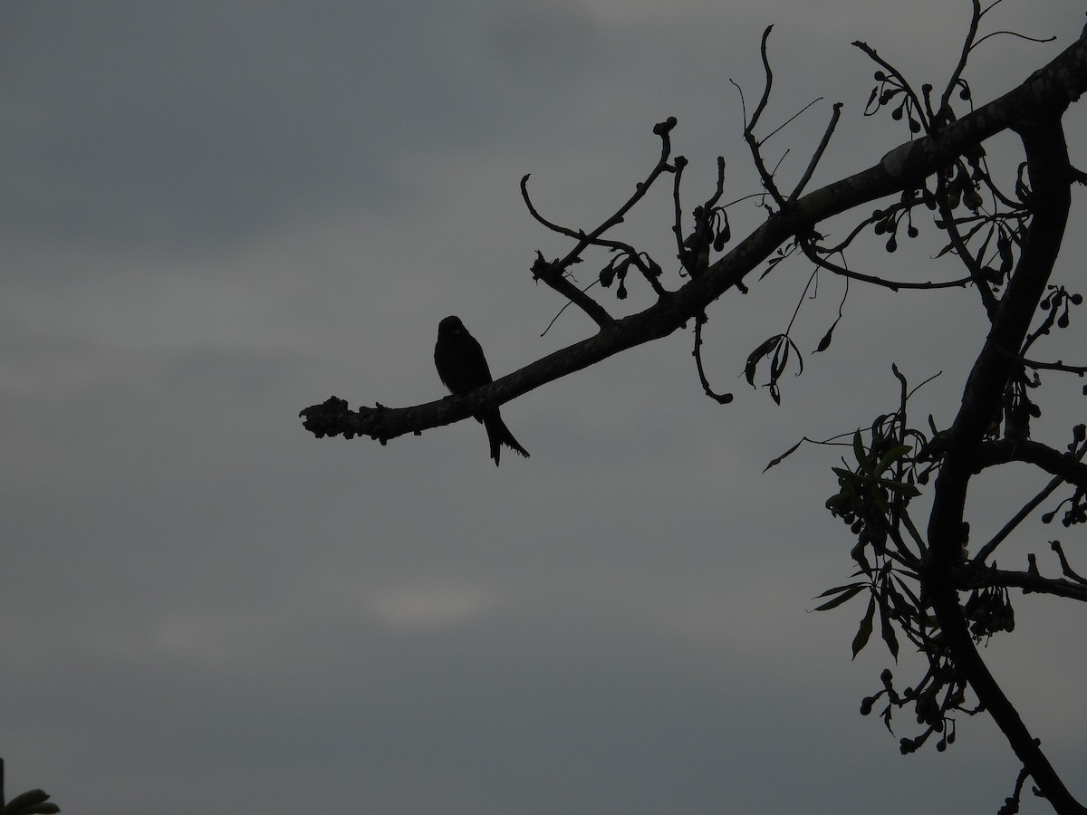 drongo černý - ML645441858