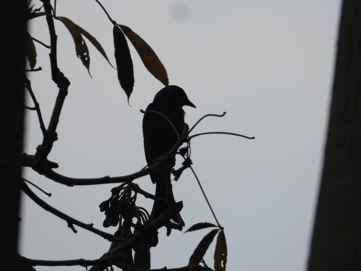 drongo černý - ML645441859