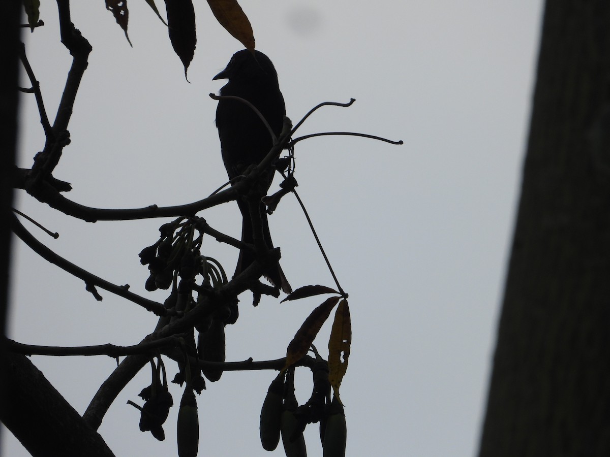 drongo černý - ML645441860