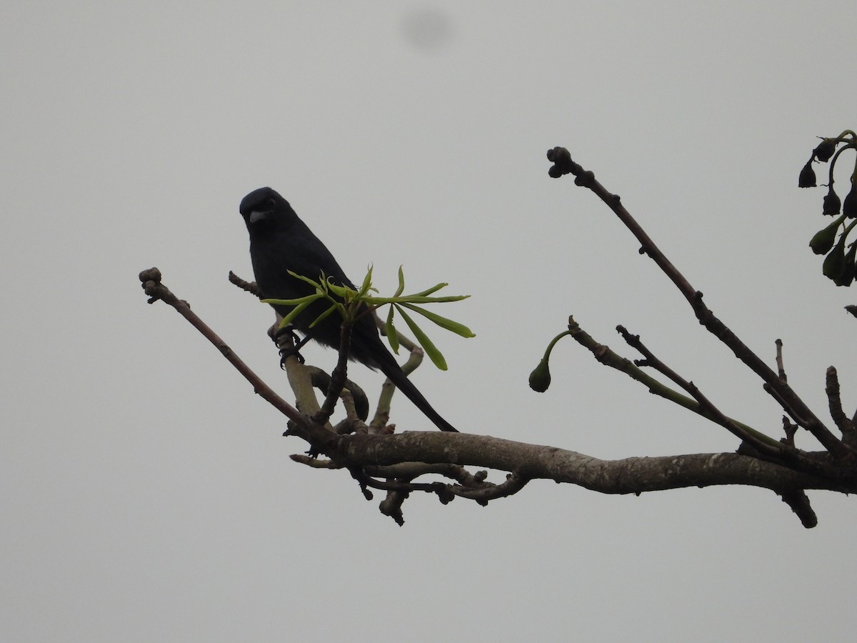 drongo černý - ML645441861