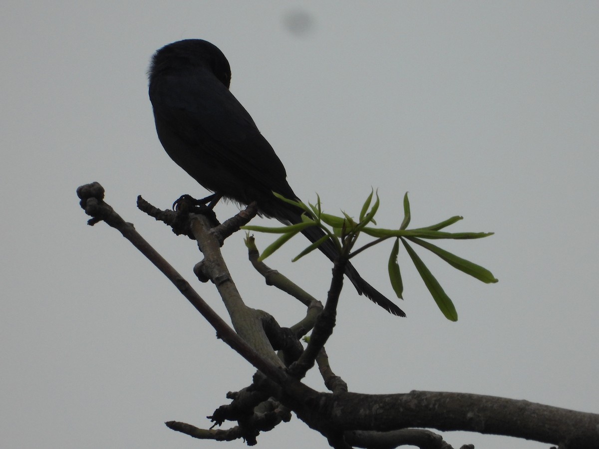 drongo černý - ML645441862