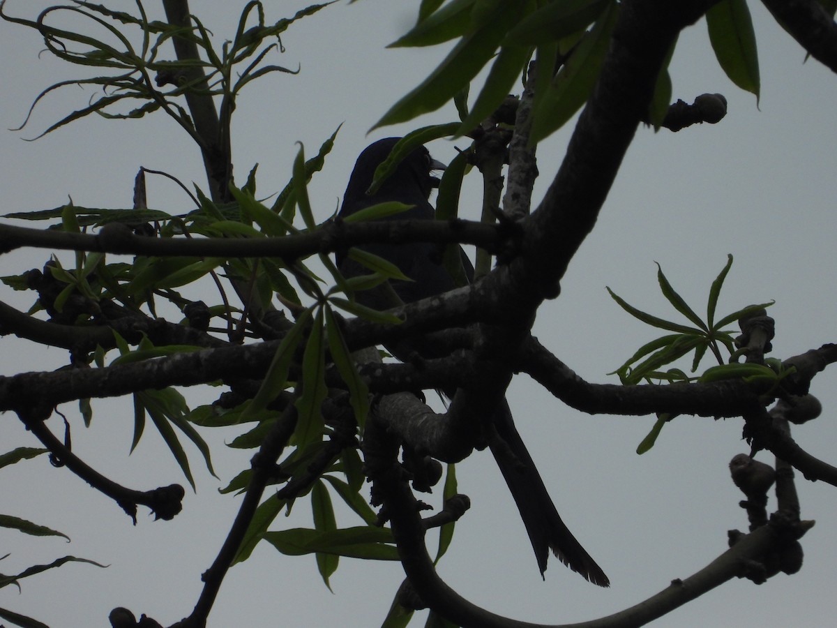 drongo černý - ML645441863