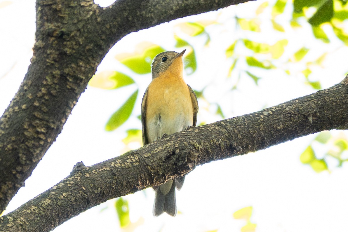 Mugimaki Flycatcher - ML645441868