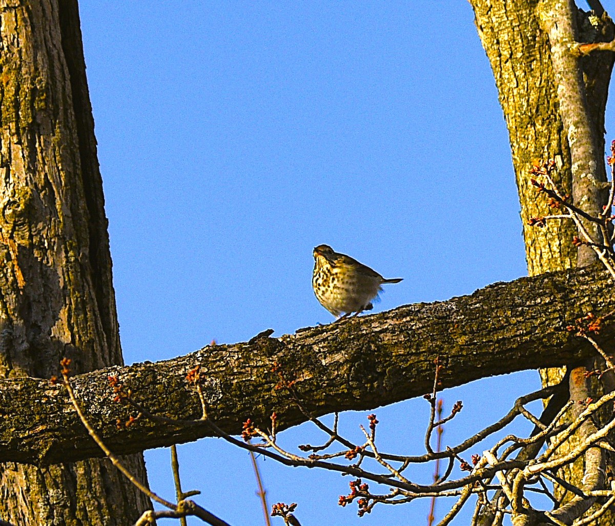 קיכלי חלוד-זנב - ML645441874