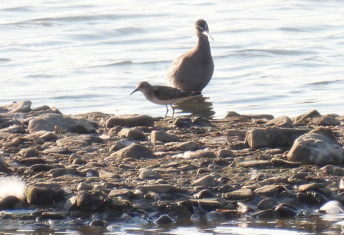 Küçük Kumkuşu - ML645441881