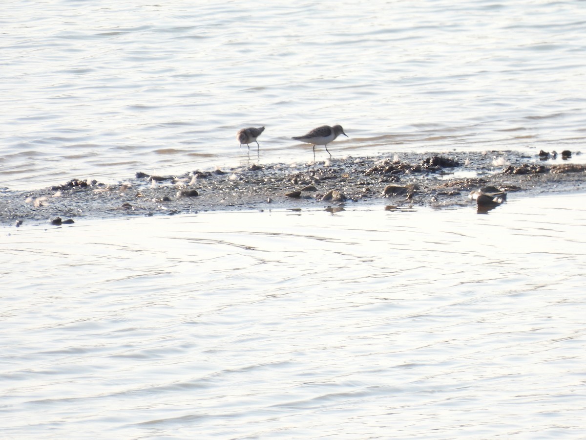 Küçük Kumkuşu - ML645441884