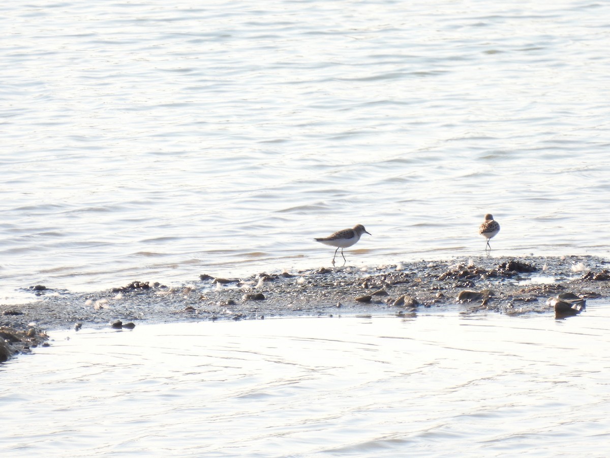 Küçük Kumkuşu - ML645441885