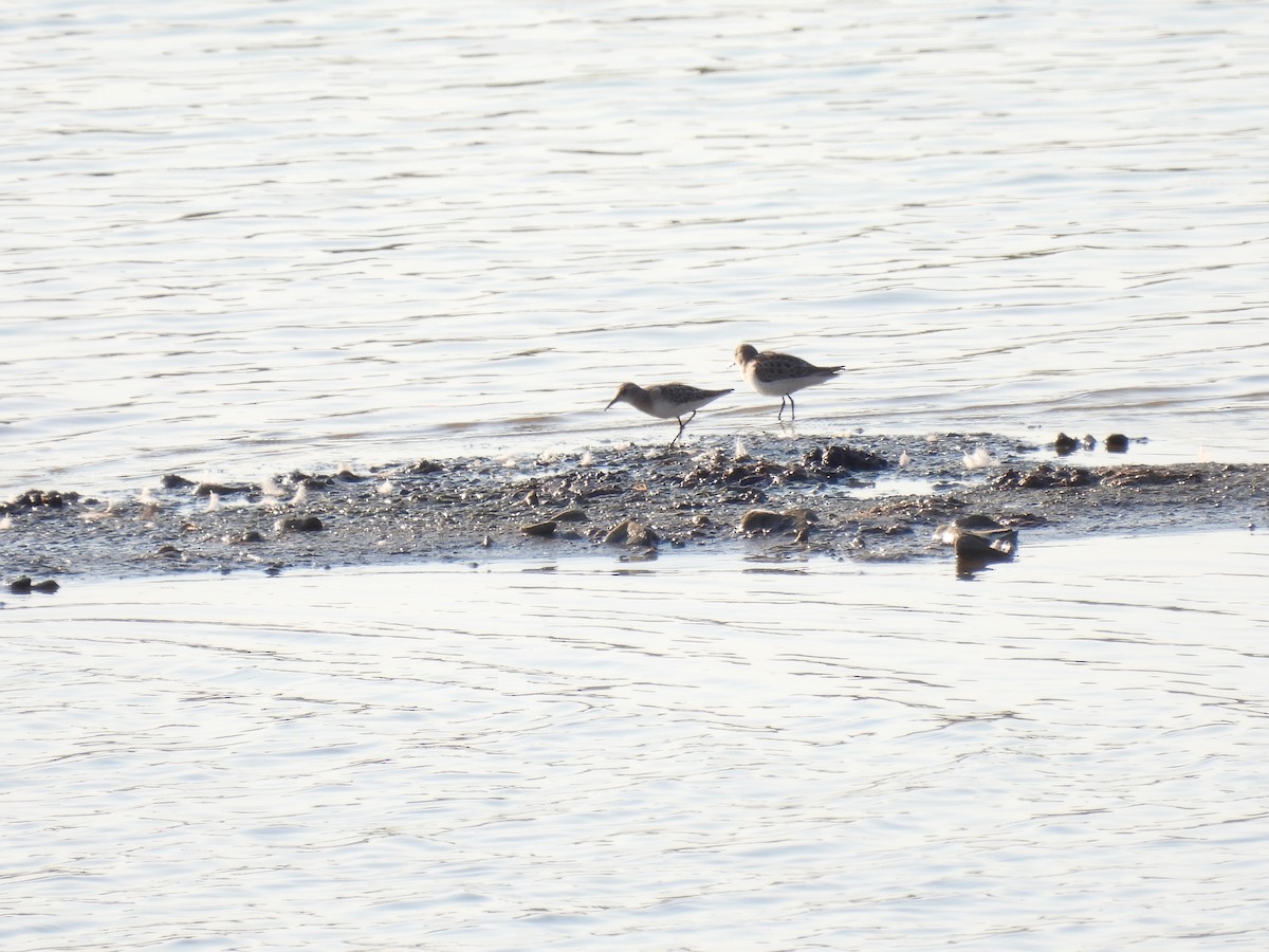 Küçük Kumkuşu - ML645441887