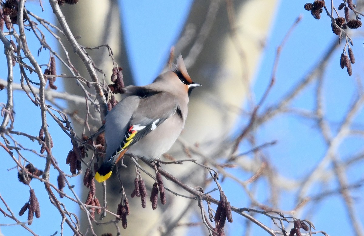 キレンジャク - ML645441907