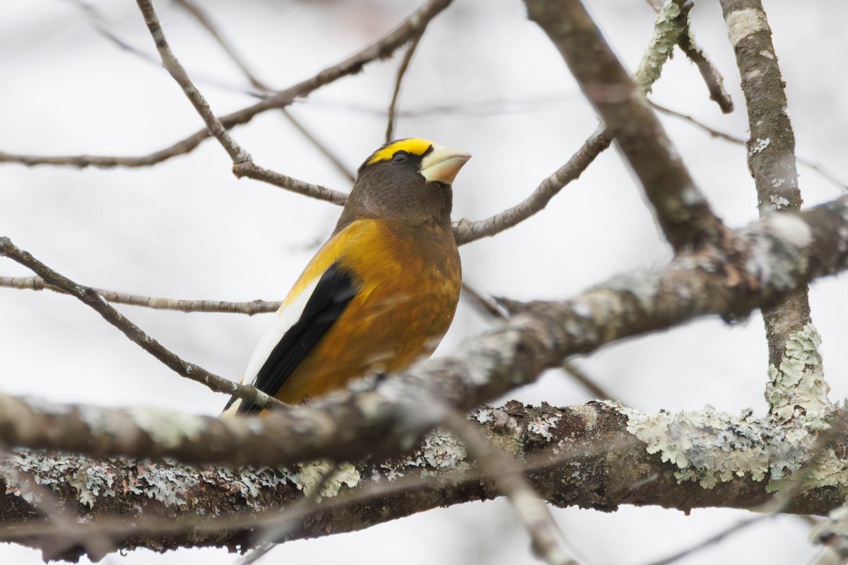Evening Grosbeak - ML645441913