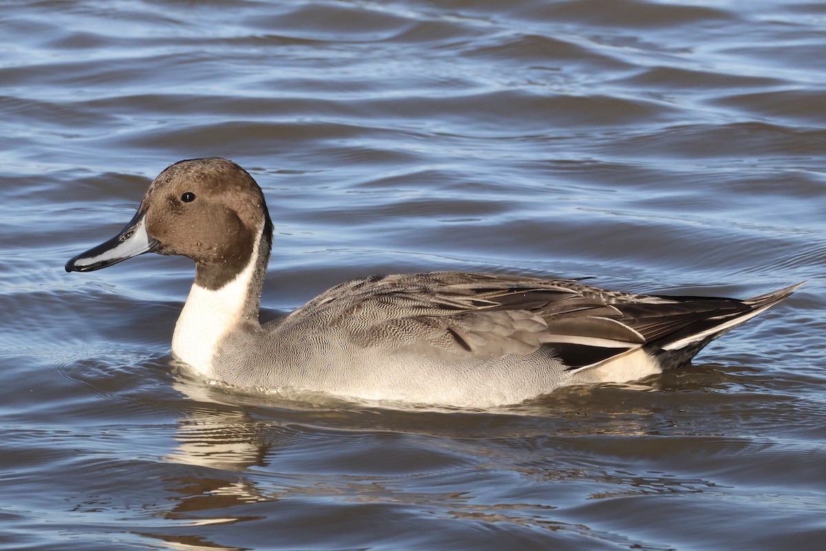 Northern Pintail - ML645441915