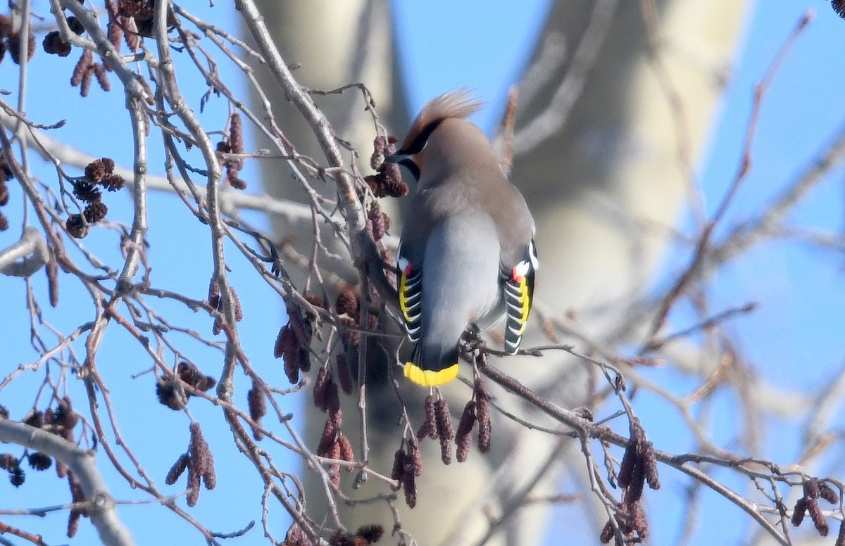 キレンジャク - ML645441916