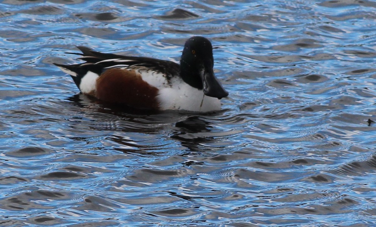 Northern Shoveler - ML645441917
