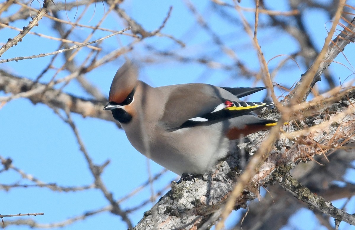 キレンジャク - ML645441922