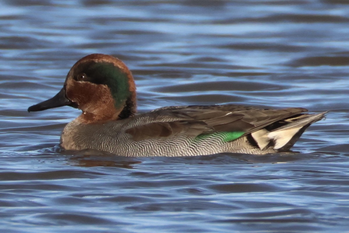 Green-winged Teal - ML645441929