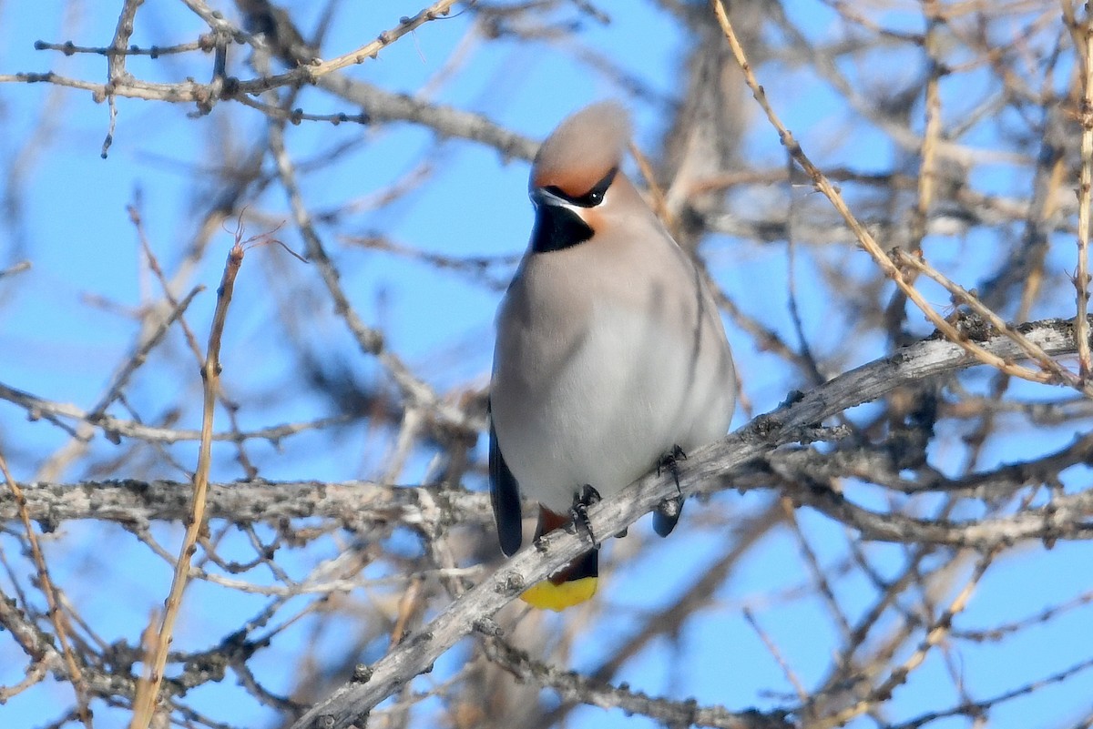 キレンジャク - ML645441935