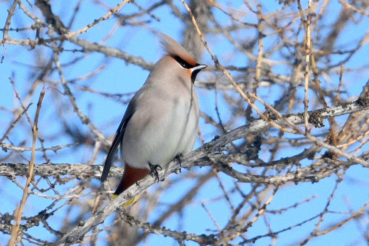 キレンジャク - ML645441937