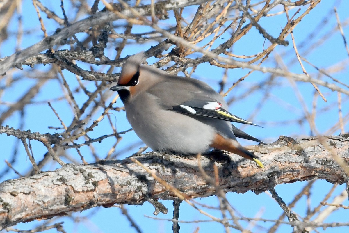 キレンジャク - ML645441939