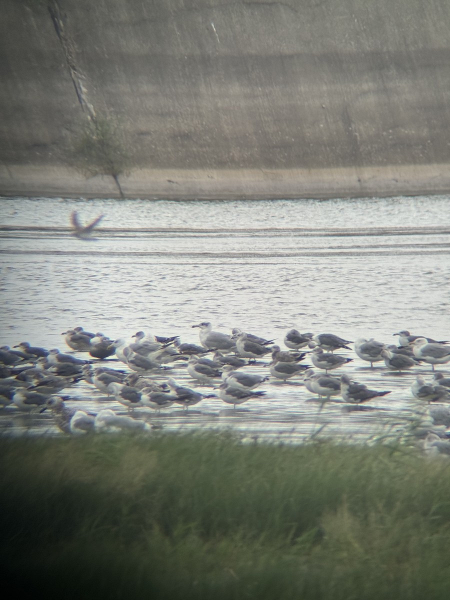 Pallas's Gull - ML645441950