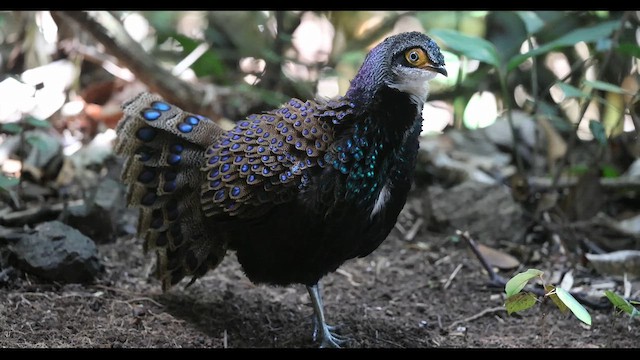 Éperonnier de Bornéo - ML645441963