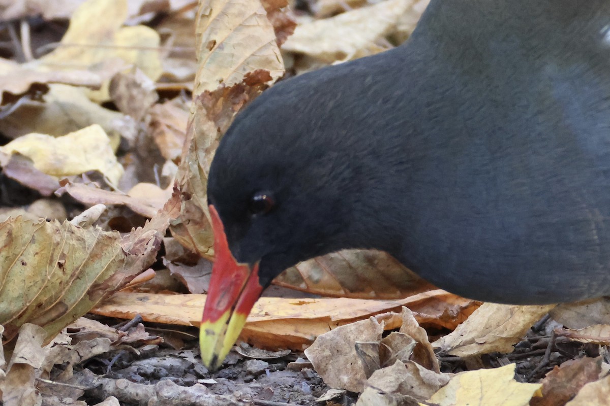 Eurasian Moorhen - ML645441972
