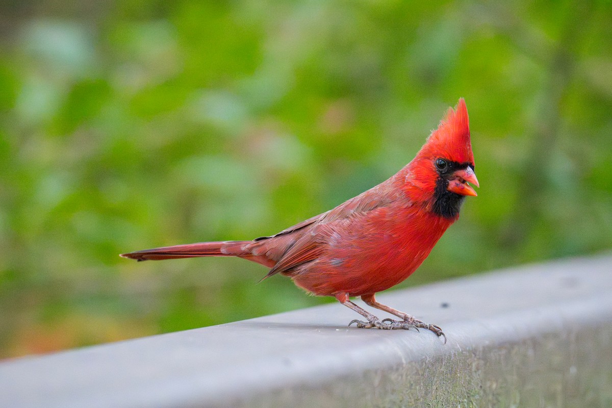 Kardinal arrunta - ML645441987