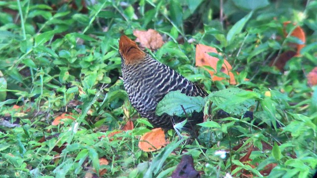 Tufted Antshrike - ML645441988