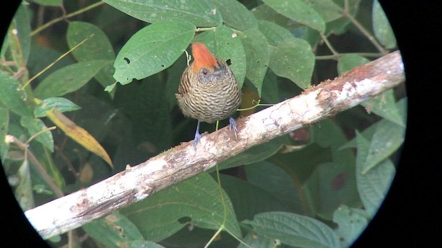 Tufted Antshrike - ML645441989