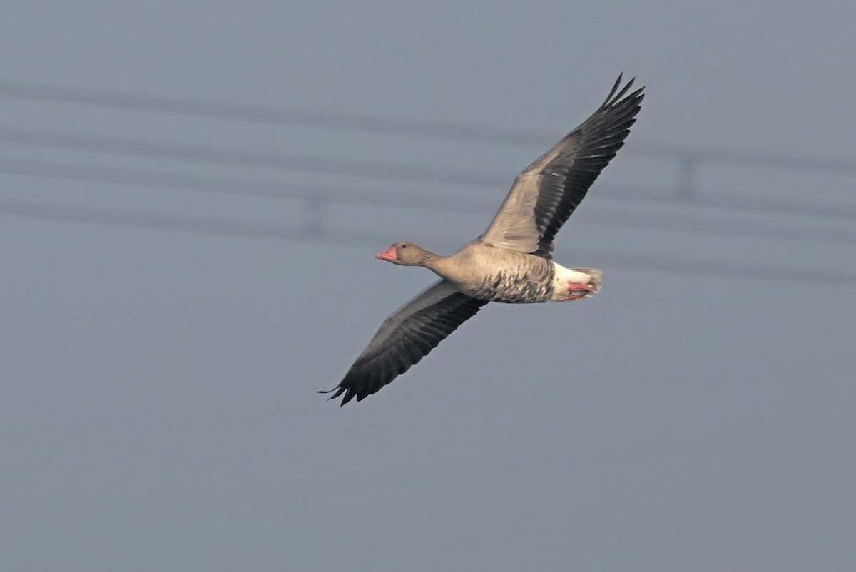 Graylag Goose - ML645441991