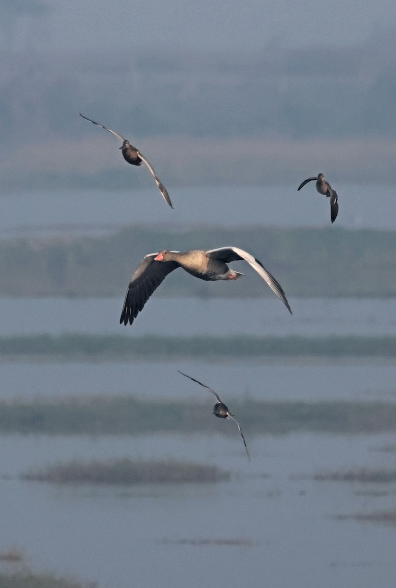 Graylag Goose - ML645441992