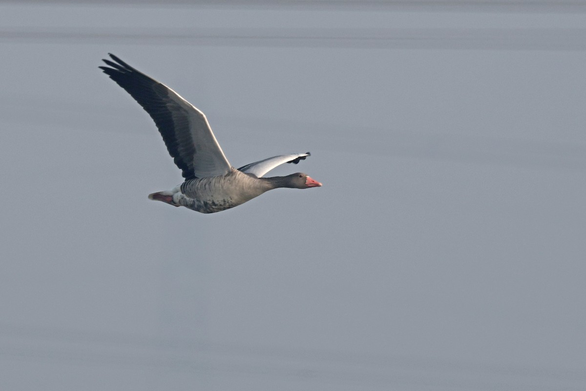 Graylag Goose - ML645441993