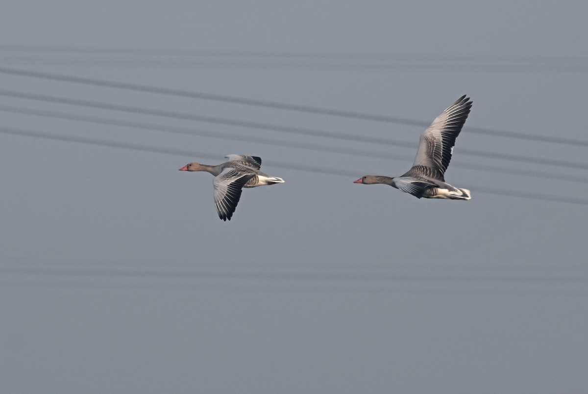 Graylag Goose - ML645441994