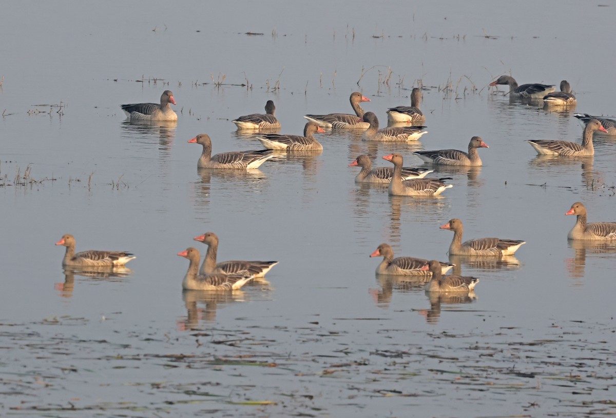 Graylag Goose - ML645441995