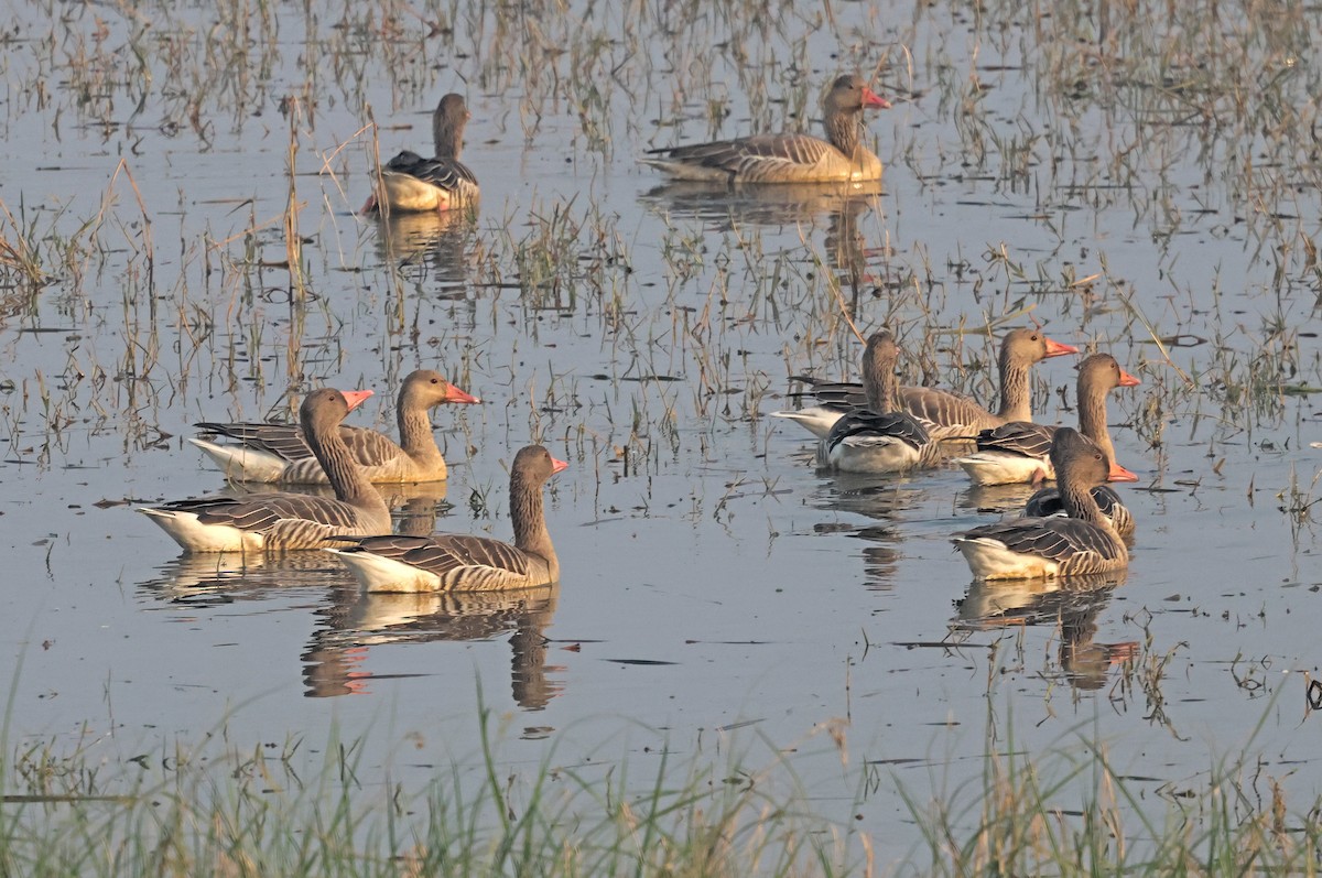 Graylag Goose - ML645441996