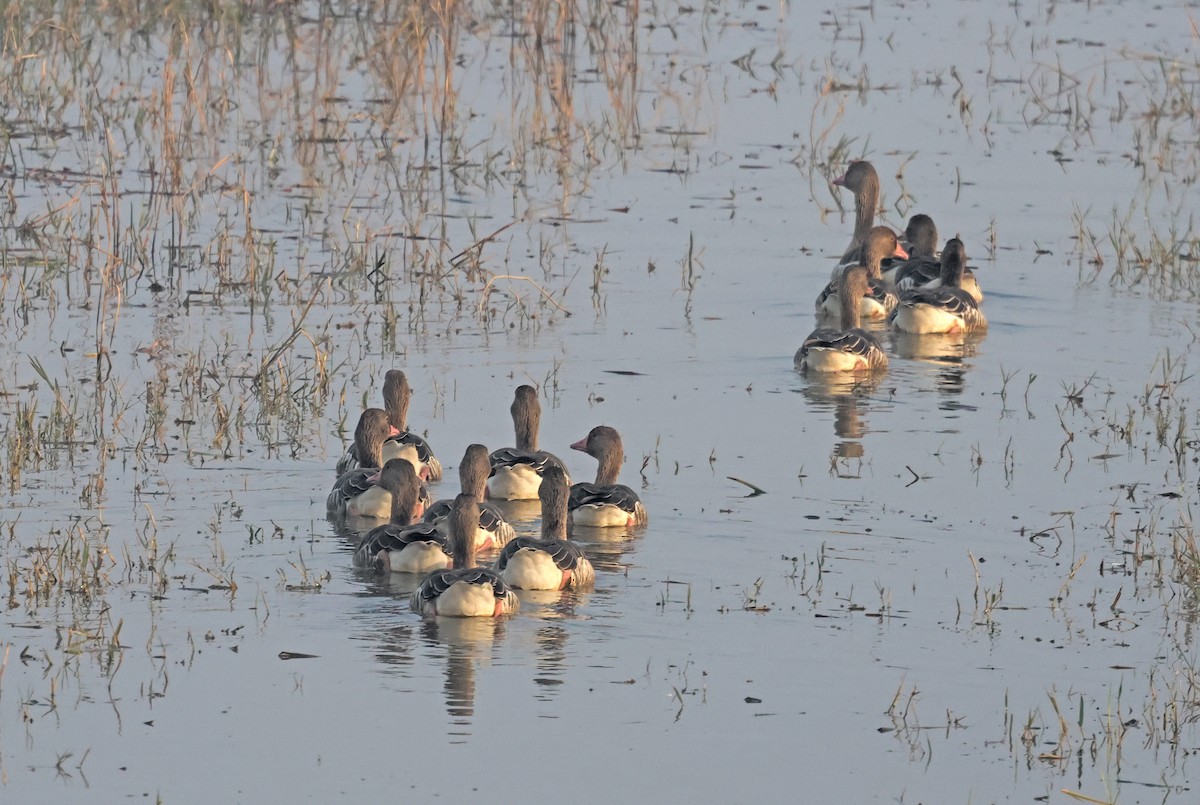 Graylag Goose - ML645441997